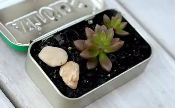 鐵盒變廢為寶 鐵盒變廢為寶